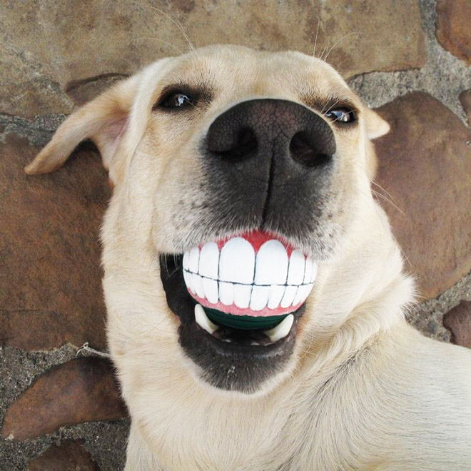 Teeth ball is the funniest dog toy ever.