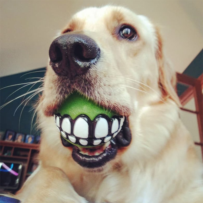 Teeth ball is the funniest dog toy ever.