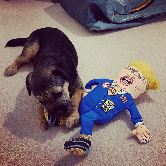 Dog attacking Donald Trump.