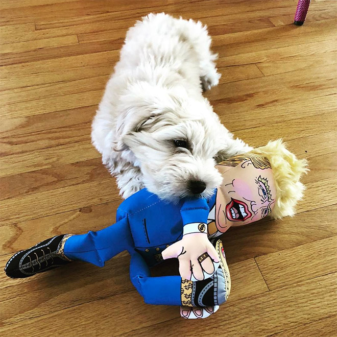 Dog attacking Donald Trump.