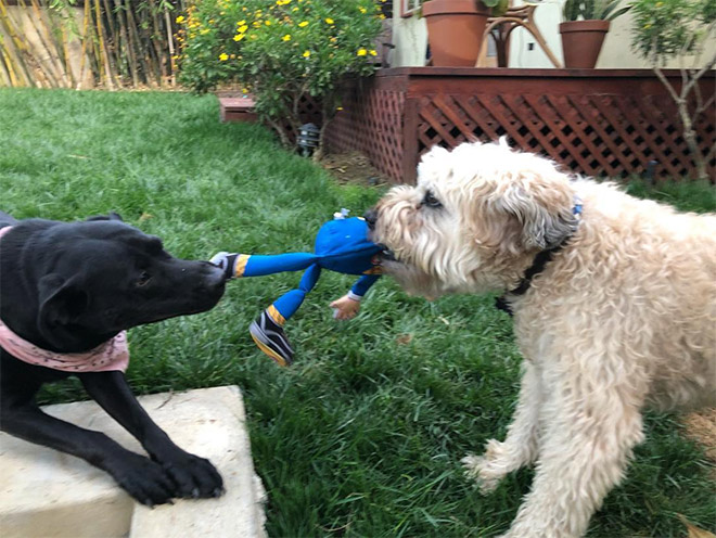 Dog attacking Donald Trump.