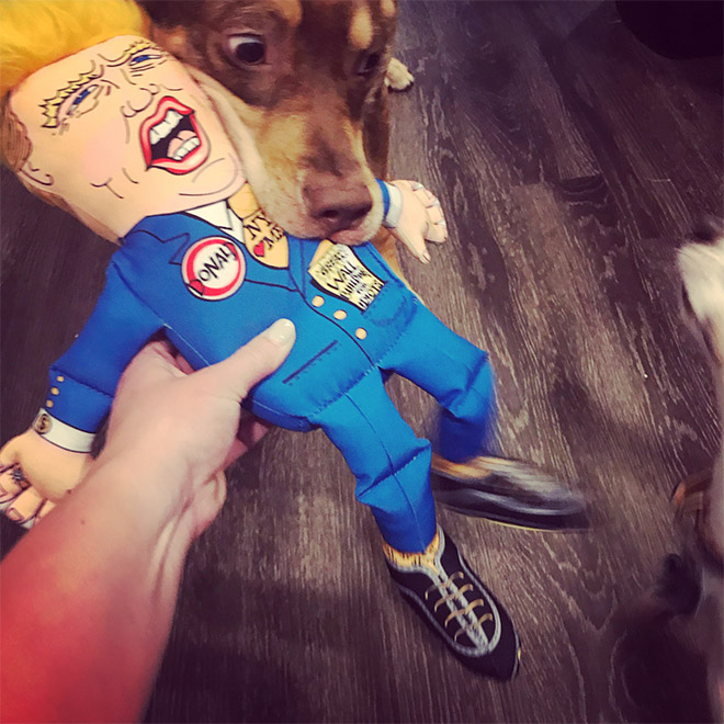 Dog attacking Donald Trump.