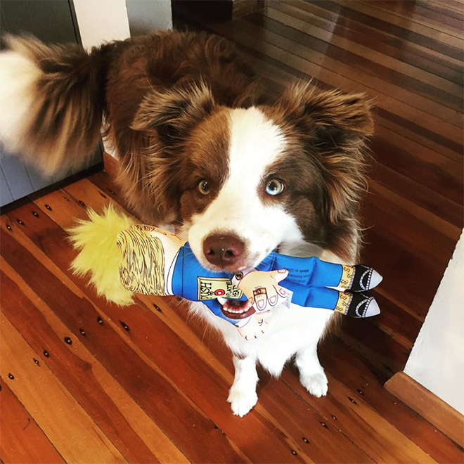 Dog attacking Donald Trump.