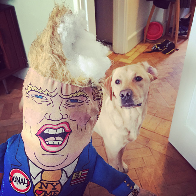 Dog attacking Donald Trump.