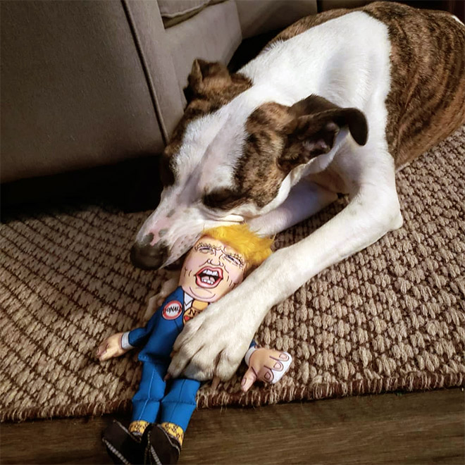 Dog attacking Donald Trump.