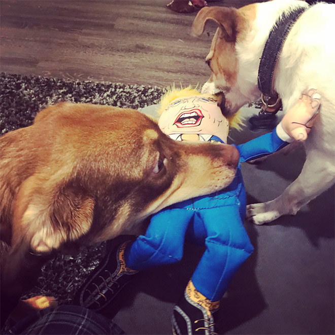 Dog attacking Donald Trump.