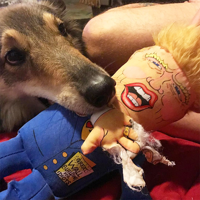 Dog attacking Donald Trump.