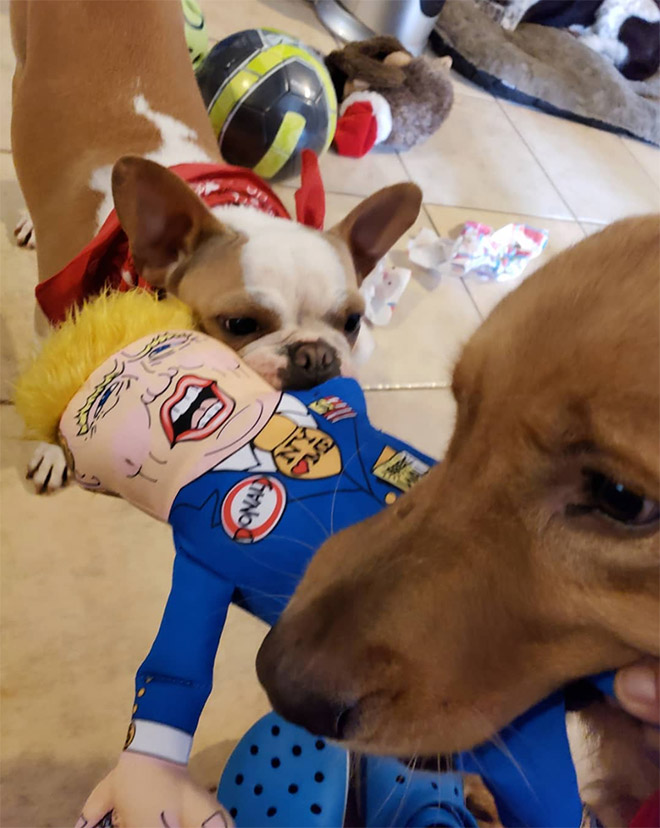 Dog attacking Donald Trump.