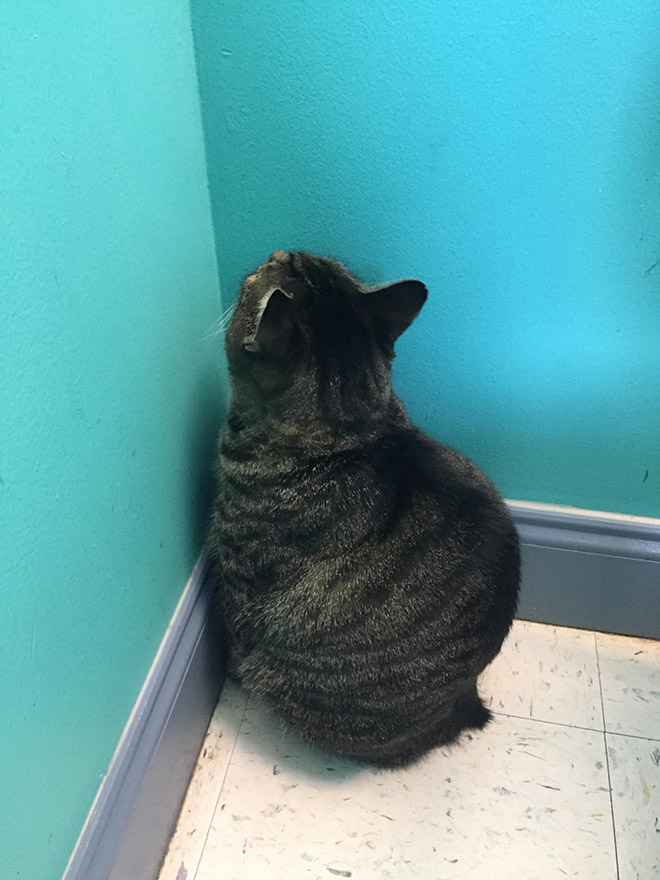 Some cats just can't figure out walls.