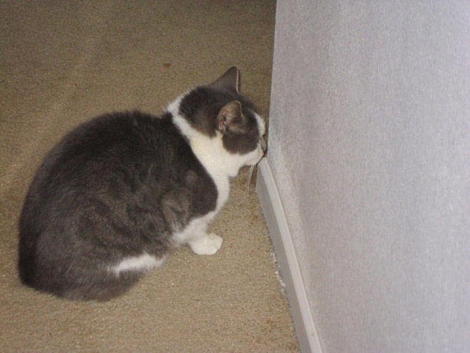 Some cats just can't figure out walls.
