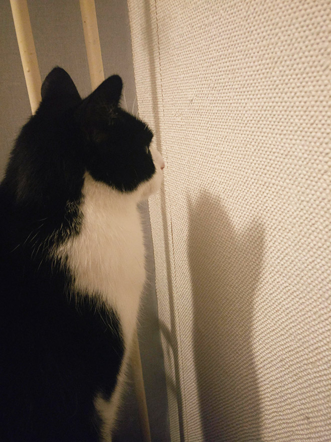 Some cats just can't figure out walls.