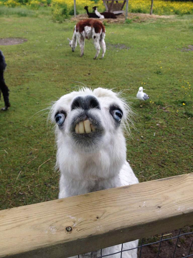 https://www.eatliver.com/wp-content/uploads/2019/05/funny-alpacas1.jpg