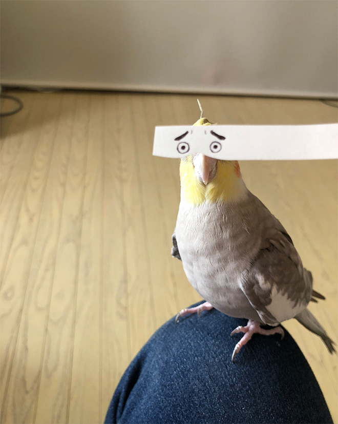 Using a Strip of Paper To Give Birds Funny Eyes Is Hilarious