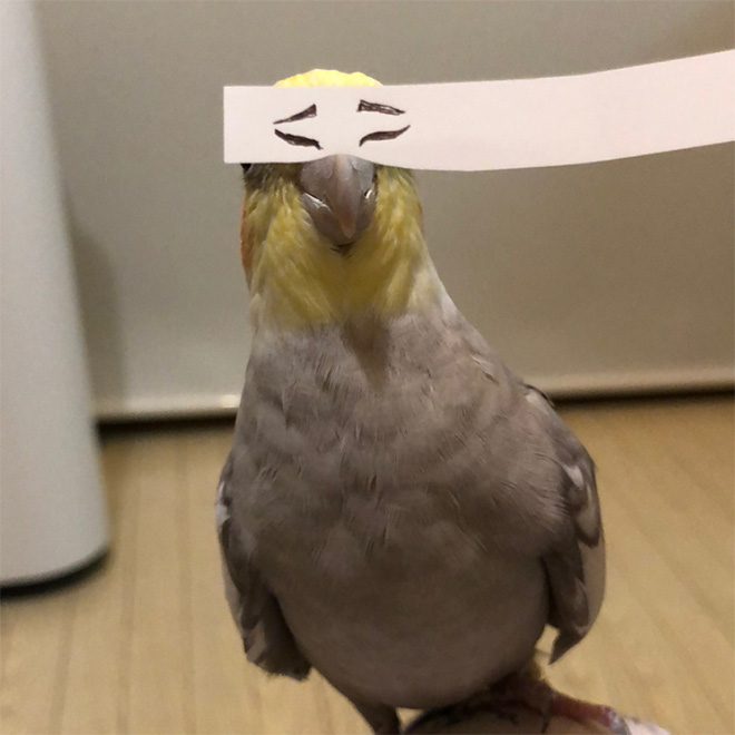 Birds are so much funnier with cartoon eyes.