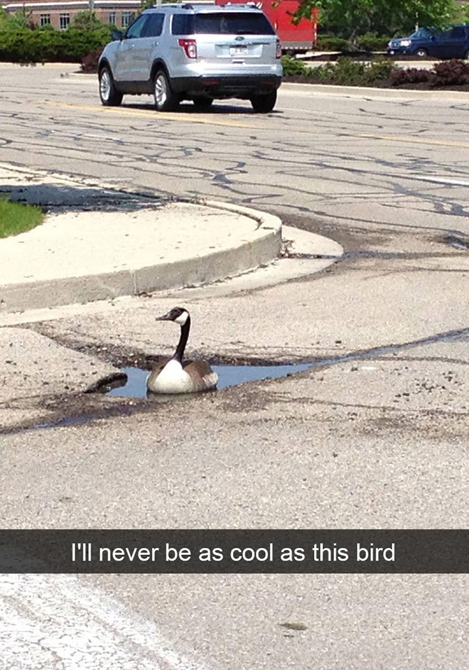 Hilarious bird snapchat.