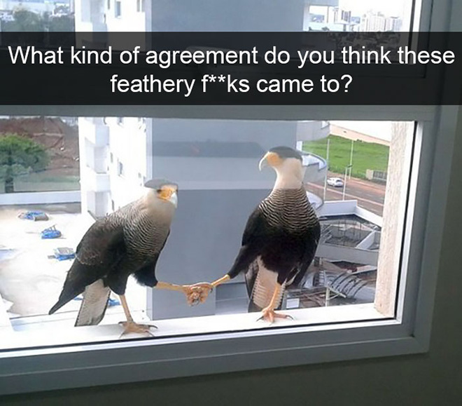 Hilarious bird snapchat.