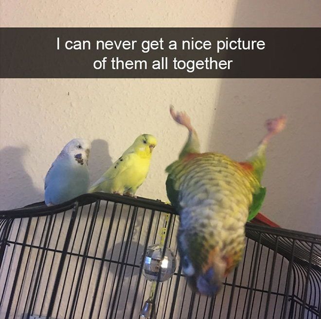 Hilarious bird snapchat.