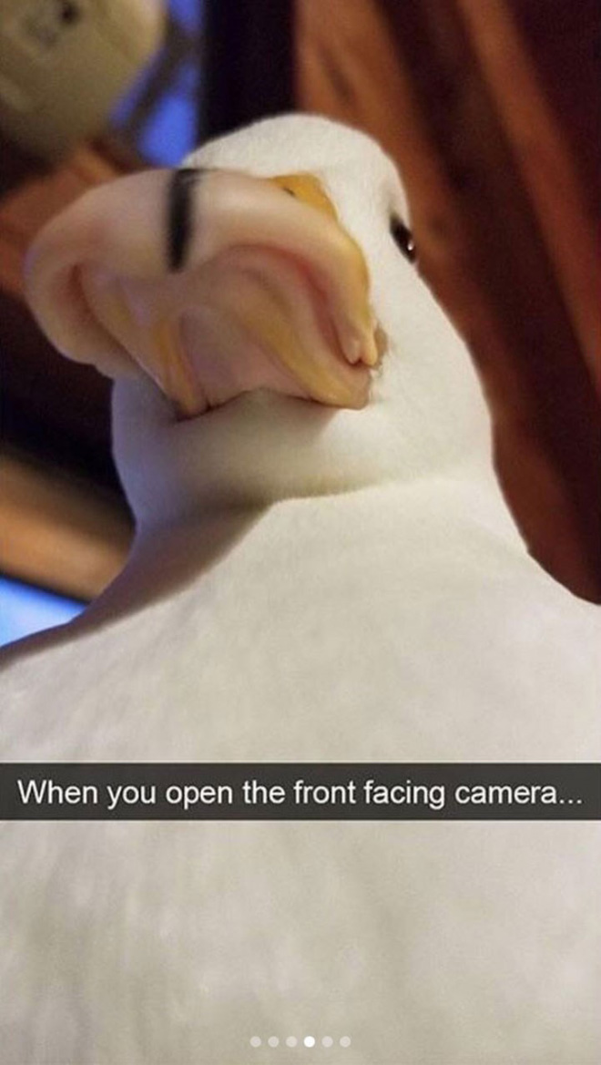 Hilarious bird snapchat.