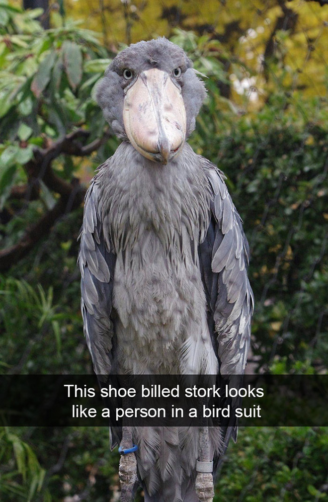 Hilarious bird snapchat.