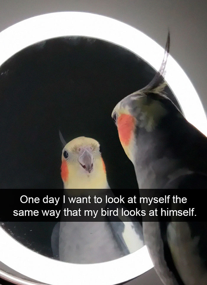 Hilarious bird snapchat.