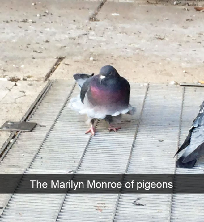 Hilarious bird snapchat.