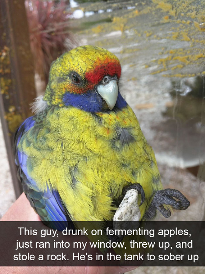 Hilarious bird snapchat.