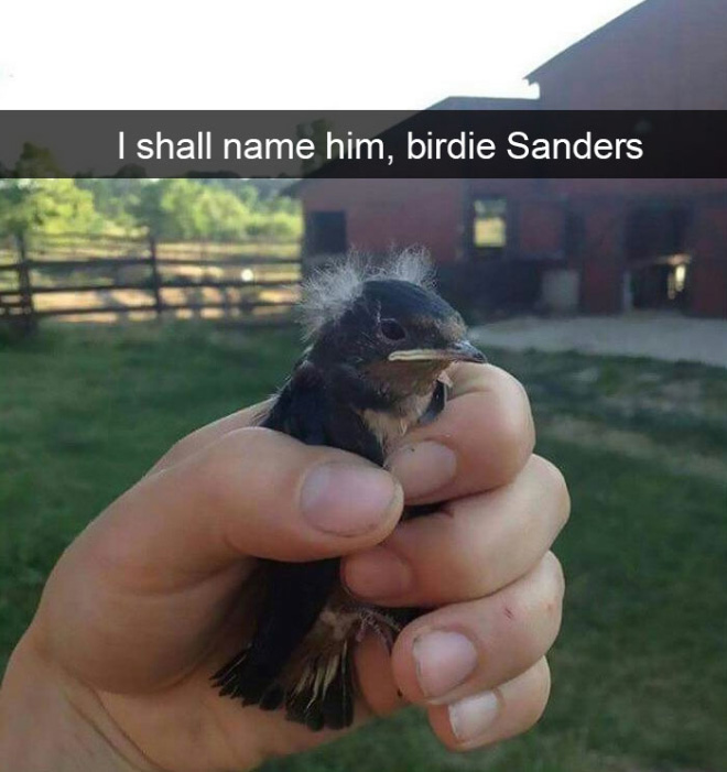 Hilarious bird snapchat.