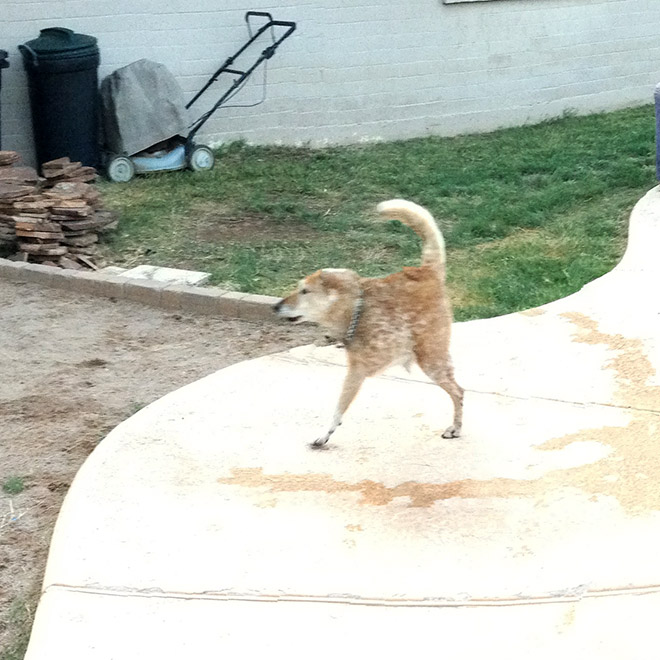 Funny failed dog panoramic photo.