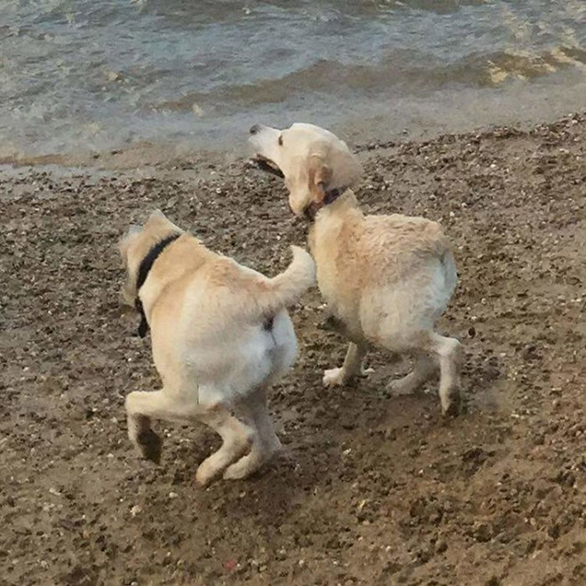 Funny failed dog panoramic photo.