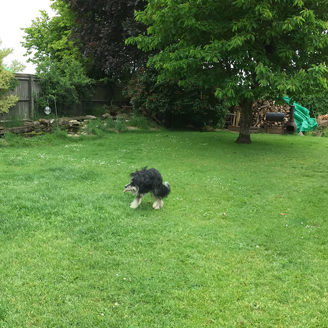 Funny failed dog panoramic photo.