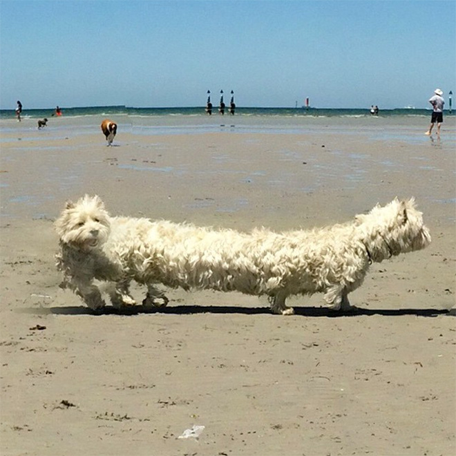 Funny failed dog panoramic photo.