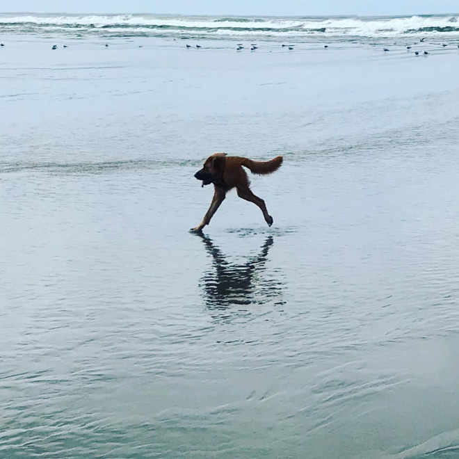 Funny failed dog panoramic photo.