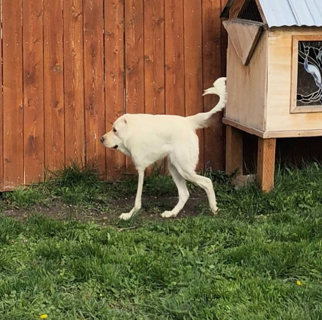 Funny failed dog panoramic photo.