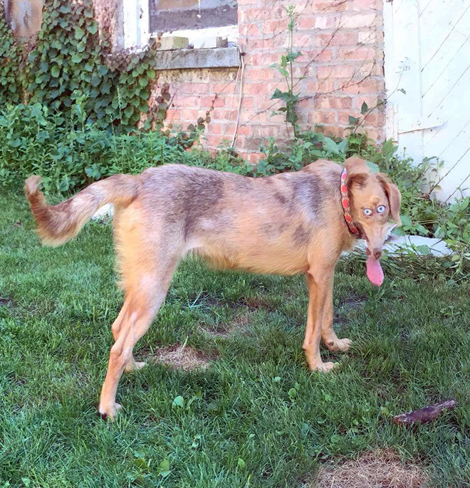 Funny failed dog panoramic photo.