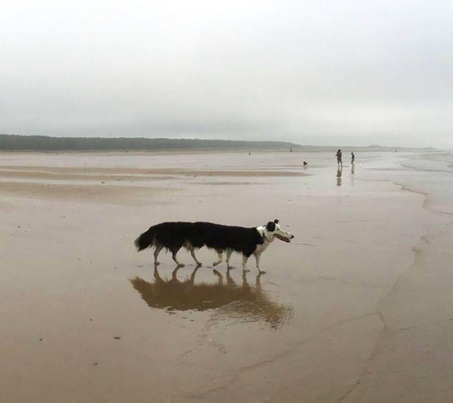 Funny failed dog panoramic photo.