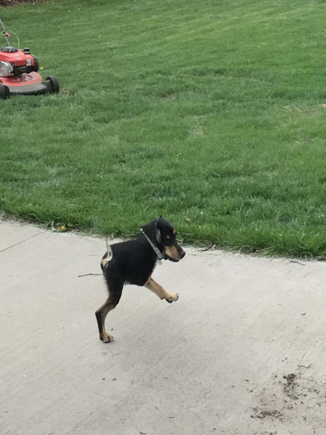 Funny failed dog panoramic photo.