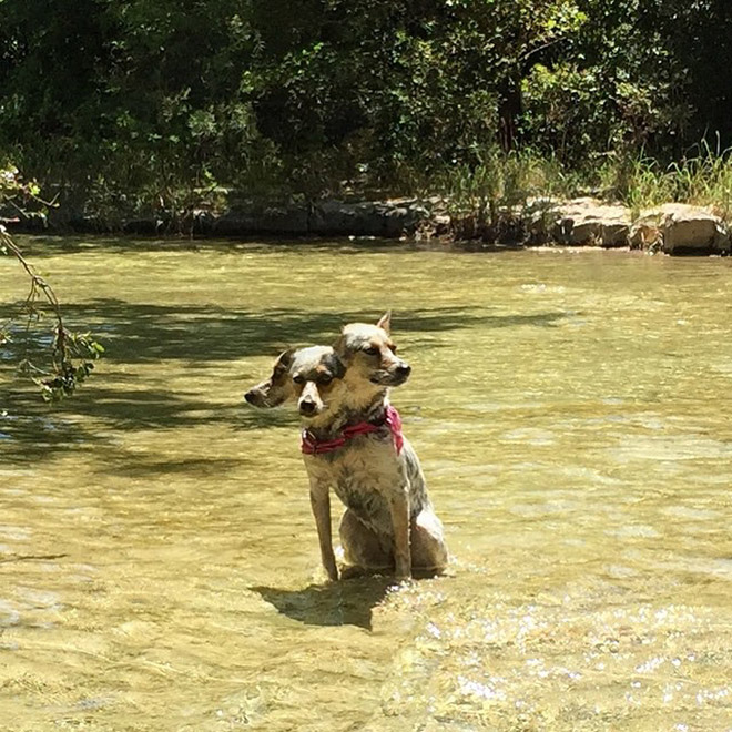 Funny failed dog panoramic photo.