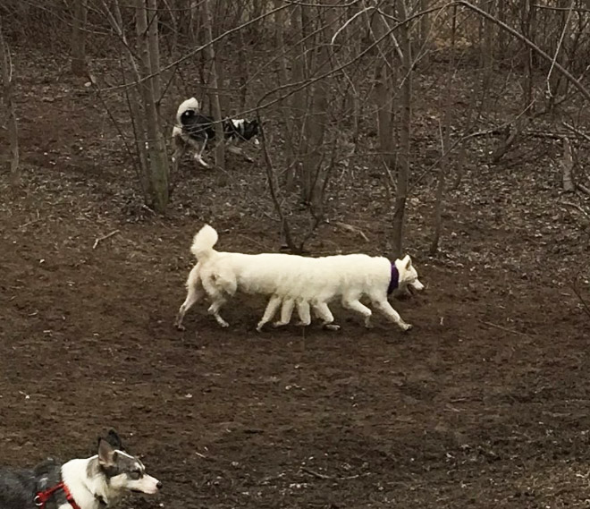 Funny failed dog panoramic photo.