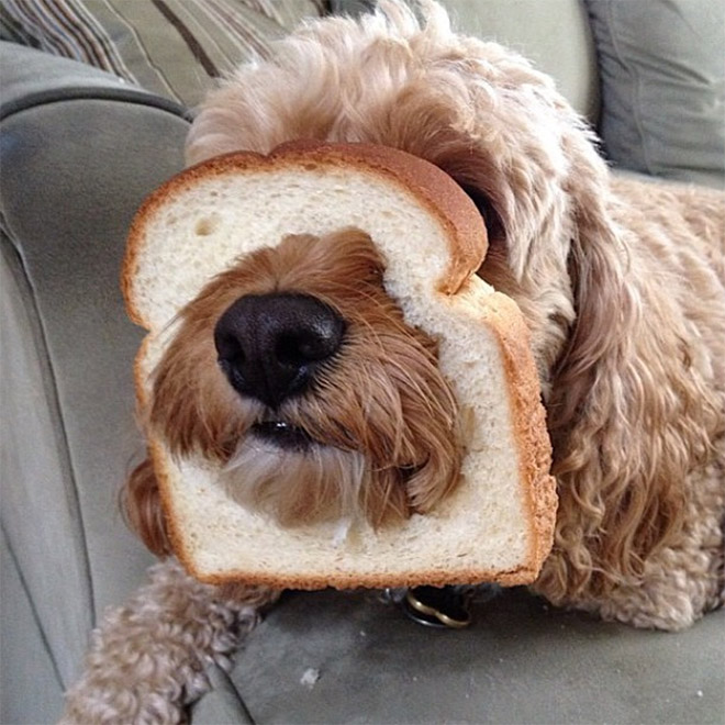 Inbread dog.