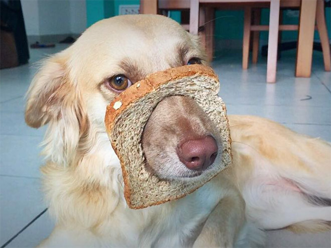 Inbread dog.