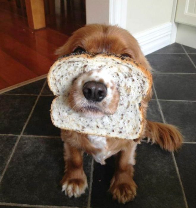 Inbread dog.