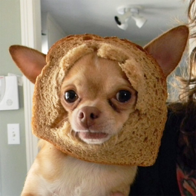 Inbread dog.