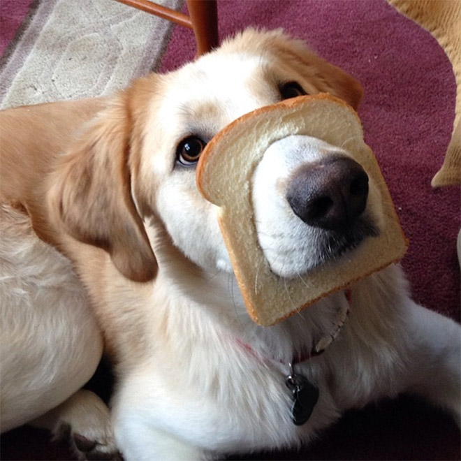 Inbread dog.