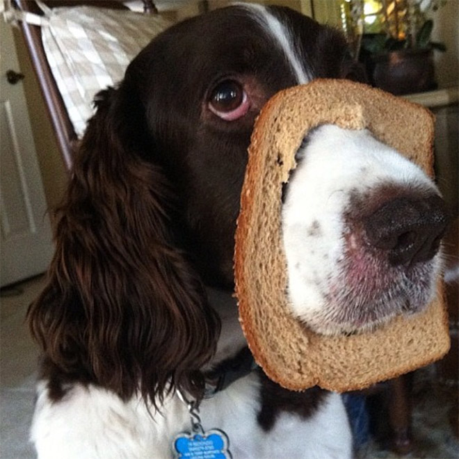 Inbread dog.