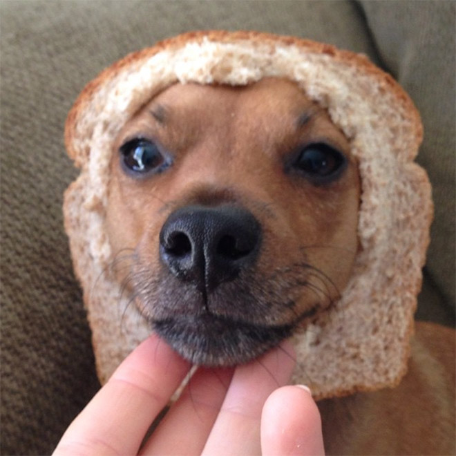 Inbread dog.