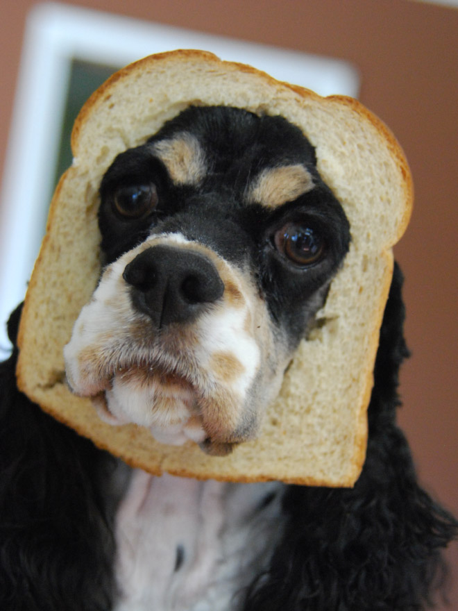 Inbread dog.