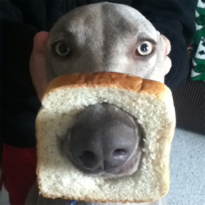 Inbread dog.