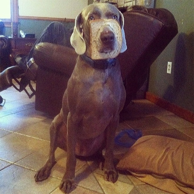 Inbread dog.