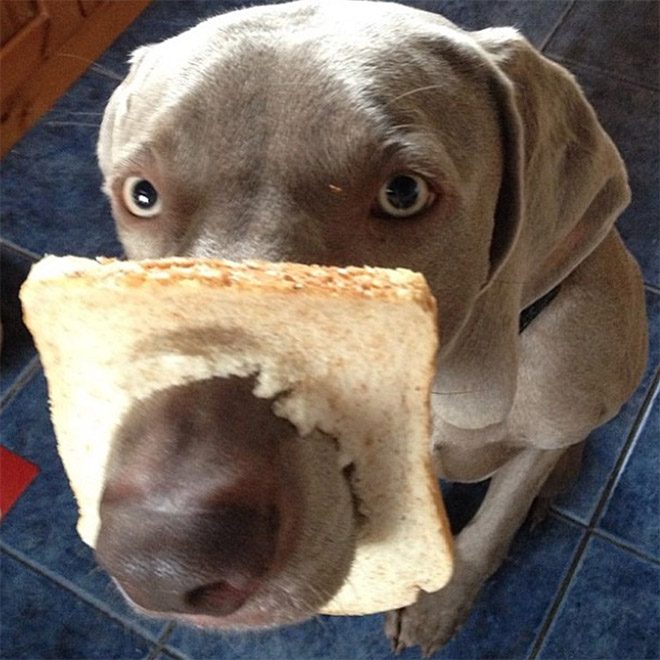 Inbread dog.