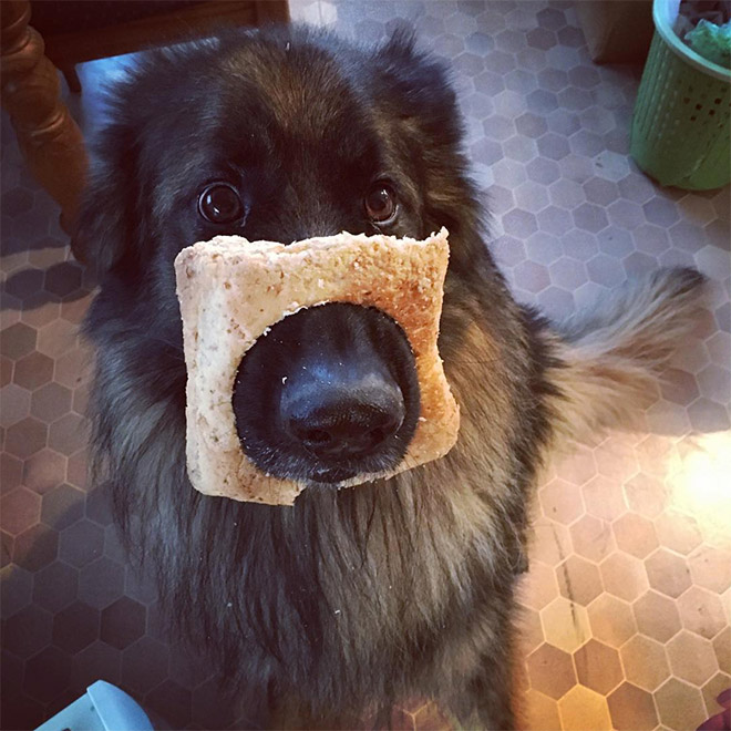 Inbread dog.